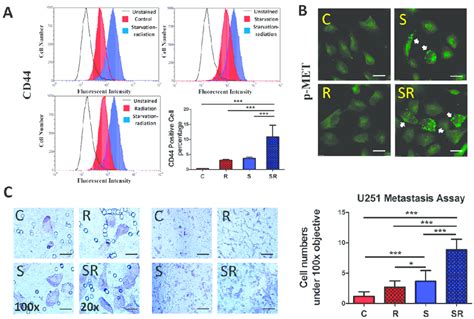 Expression of metastasis biomarkers and metastasis ability in U251 ...