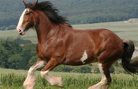 Clydesdale Horse Breed Info & Facts