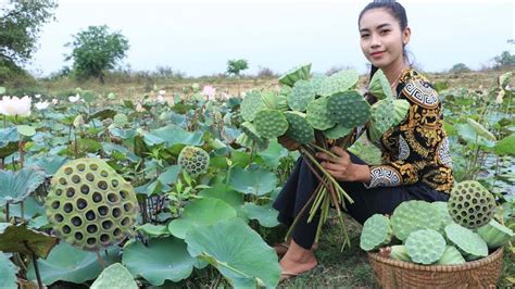 Lotus seed in my homeland and make dessert recipe – Healthy fruit ...