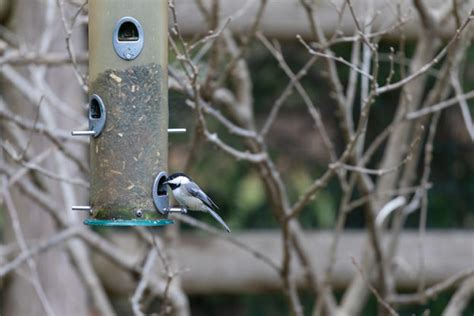 Why Cleaning Bird Feeders Matters | Mass Audubon – Your Great Outdoors