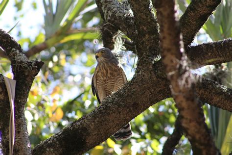 Gambar : pohon, alam, cabang, burung, menanam, daun, bunga, margasatwa ...