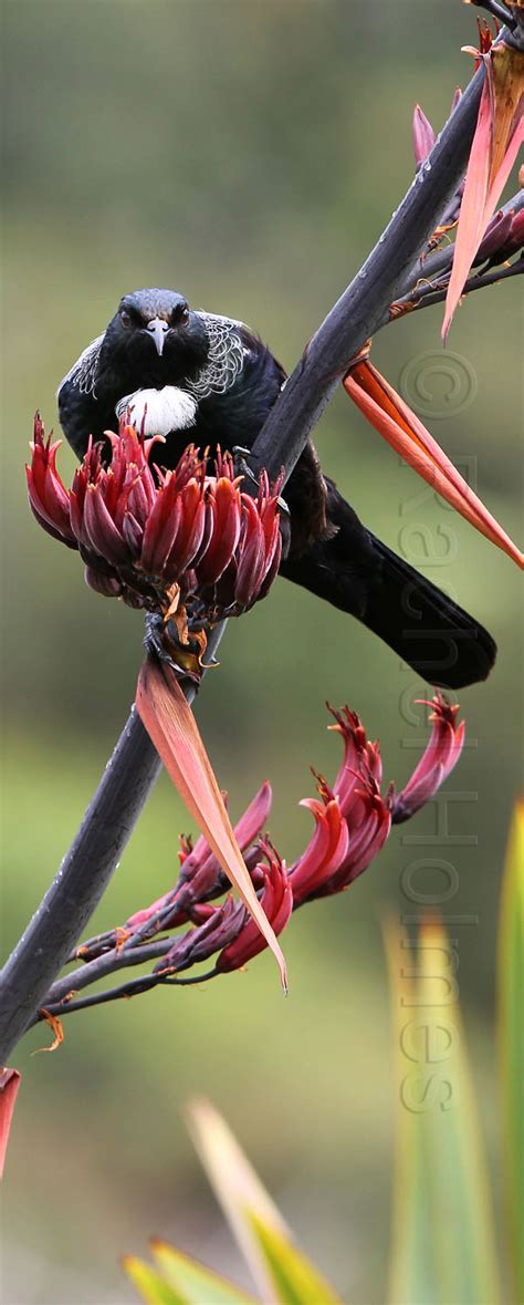 Rachels Photos: Tui, a bird unique to New Zealand.