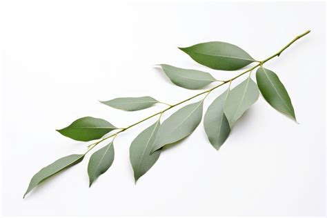 Eucalyptus Branch branch plant herbs. | Free Photo - rawpixel