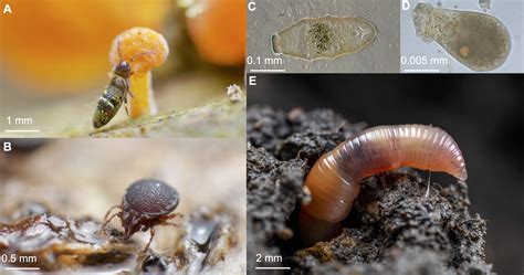 What, where and how do soil animals eat? And why do we need to know ...