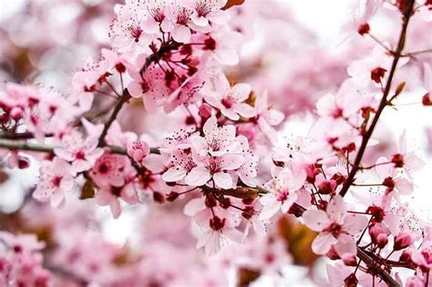 Almond Blossom | Pale Pink Almond Tree Blossom | BioExplorer.net