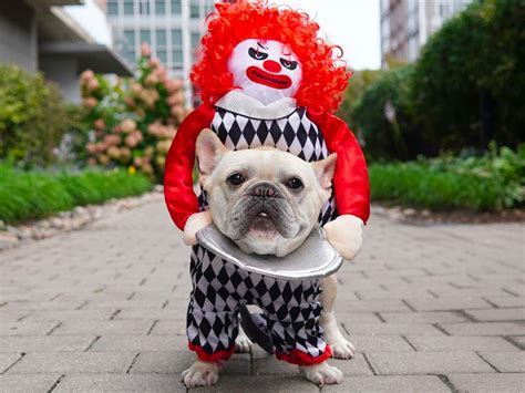 Oh, No! An Evil Clown Attacked This Adorable French Bulldog