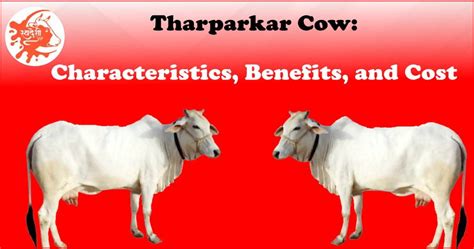 Tharparkar Cow: Characteristics, Benefits, and Cost - SwadeshiVIP