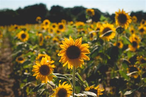 Aesthetic Sunflower Field Wallpapers - Wallpaper Cave