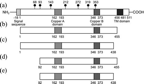 Schematic representation of the sequences of human tyrosinase and ...