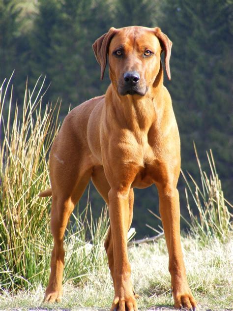 Rhodesian Ridgeback - Temperament, Lifespan, Shedding, Puppy