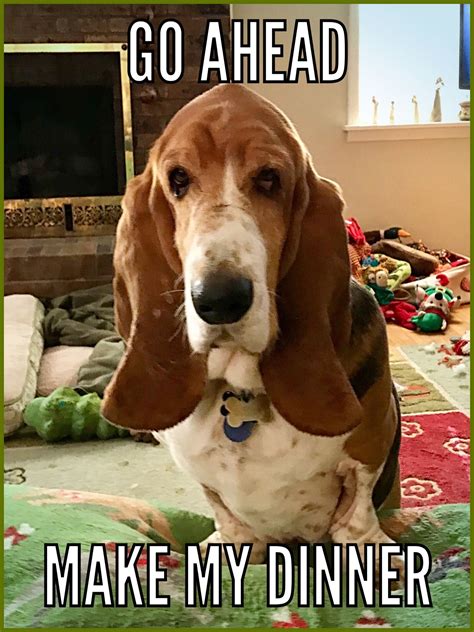 Pin by Kathy Kontrim on Basset Hound Memes | Basset hound funny, Basset ...