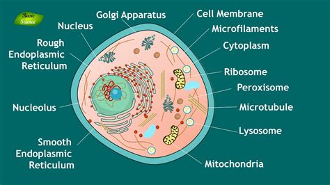 Animal Cell Structure and Function | Notes | Eukaryotic Cell | Basic ...