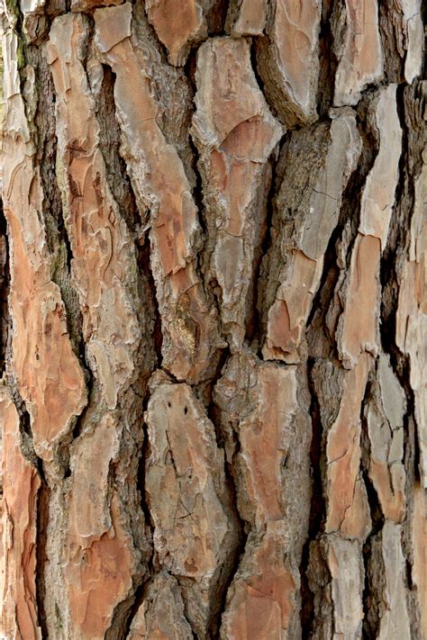 Tree Bark Texture image - Free stock photo - Public Domain photo - CC0 ...