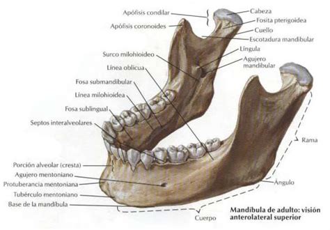 Prótesis dentales: MANDÍBULA