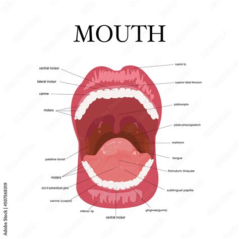 Human Mouth Anatomy Open Mouth Explaining Stock Vector