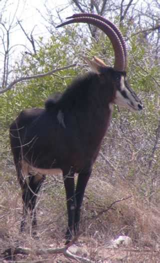 Antelope Pictures Taken on African Safaris