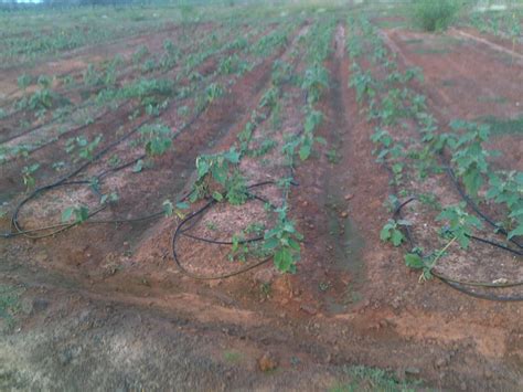 Techie2Aggie: Transplanting brinjal...