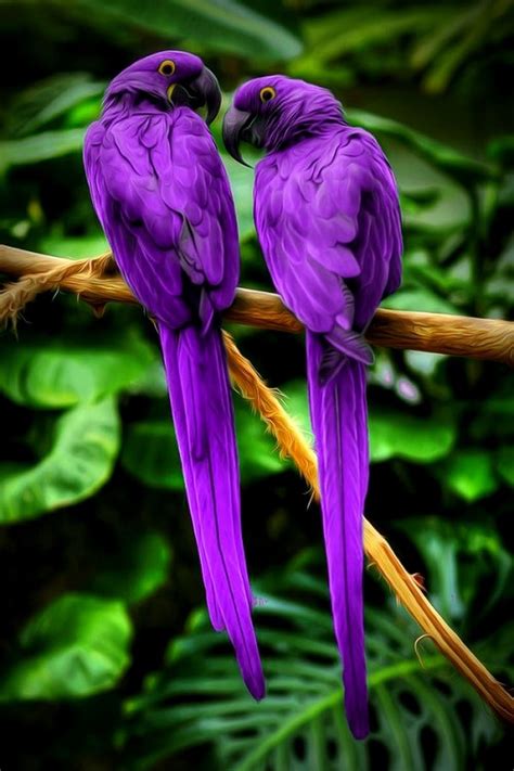 Cute purple parrots | Kleurrijke vogels, Prachtige vogels, Tropische vogels