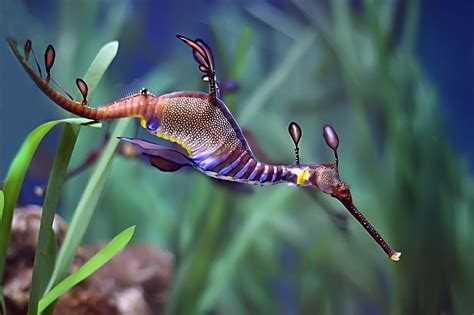 Sea Dragon Facts: Diet, Habitat, Reproduction