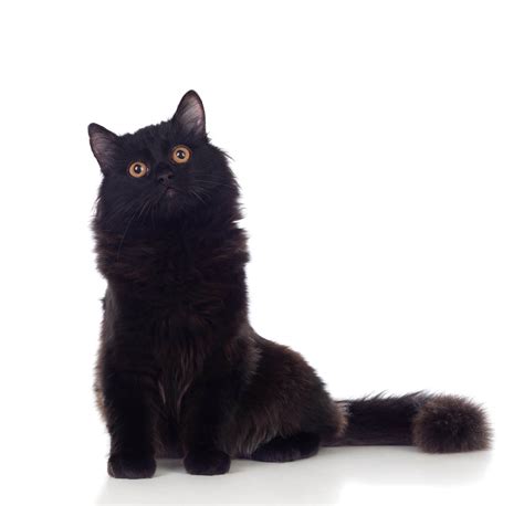 List of Black Cat Breeds [With Pictures] – KeepingDog