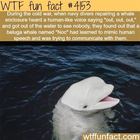 Beluga whale that learned to mimic human speech - WTF fun facts Wow ...