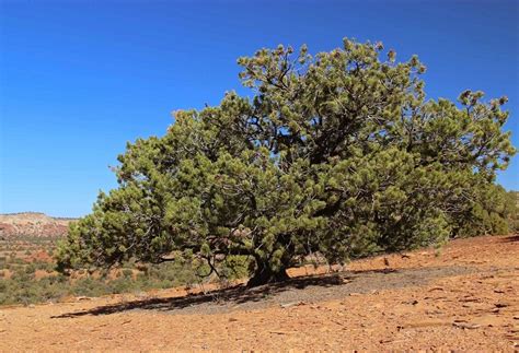 Pinyon Pine - Coniferous Forest