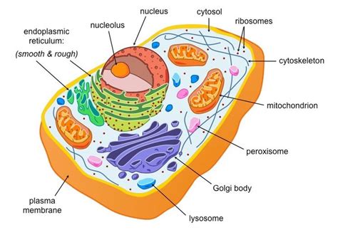 Image result for eukaryotic cell labeled | Eukaryotic cell, Cell ...