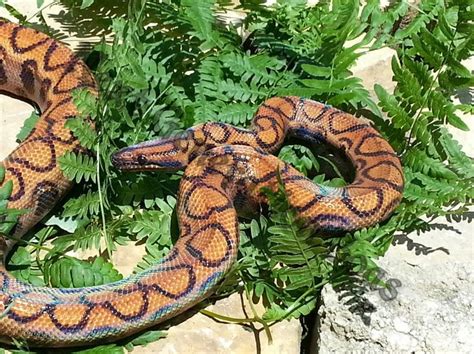 Rainbow boa - Jibóia arco-íris | Reptiles, Snake, Millie marotta