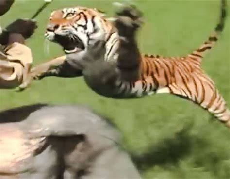 How do tigers kill their prey?