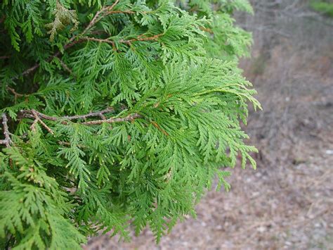 Thuja - Alchetron, The Free Social Encyclopedia