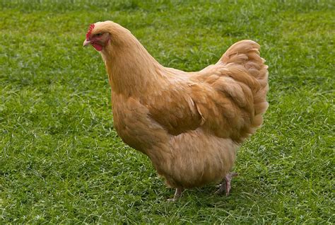 Top 7 Largest Chicken Breeds - Also Laying Largest Eggs