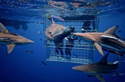 Everything You Need To Go Shark Cage Diving in Cape Town - Shark Diving ...