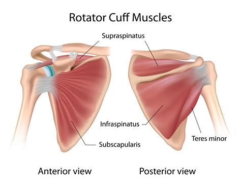 Rotator Cuff Tendons