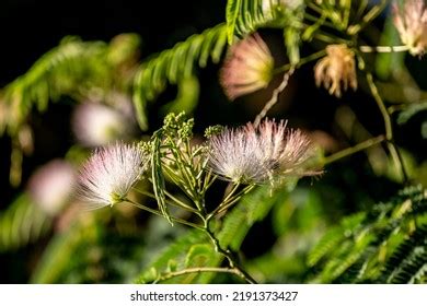 1,114 Albizia Saman Tree Images, Stock Photos & Vectors | Shutterstock