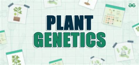 Plant Genetics - History, Properties & Importance