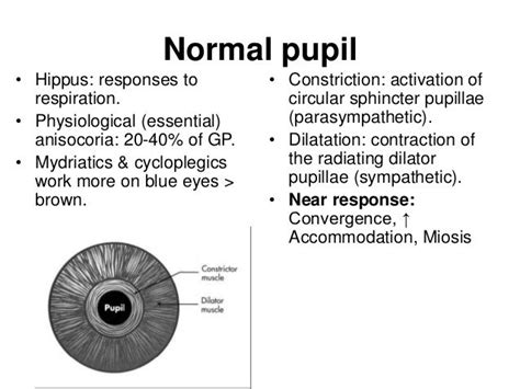 Pupil