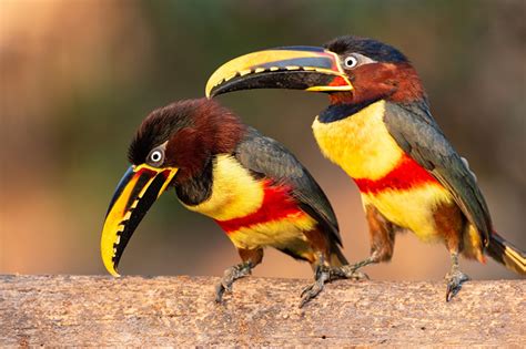 Images Birds Toucans Pteroglossus castanotis Beak Two Animals