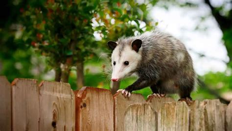 Can I Shoot a Possum in My Yard? (We Checked the Laws)