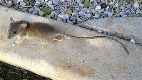 Roof rat season is here: 5 steps to keep them out of your home