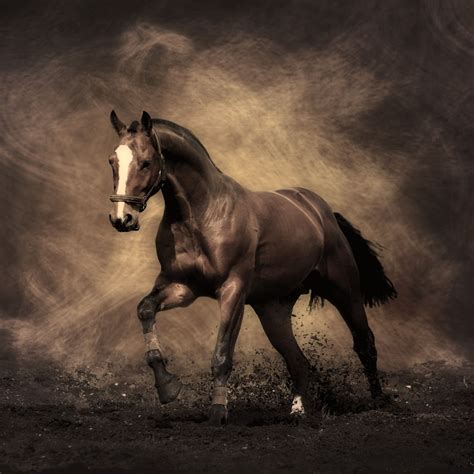 Running Horse Wallpaper Hd