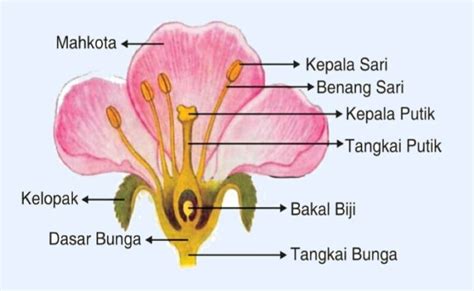 Bagian Bagian Bunga Lengkap dengan Gambar Beserta Fungsinya