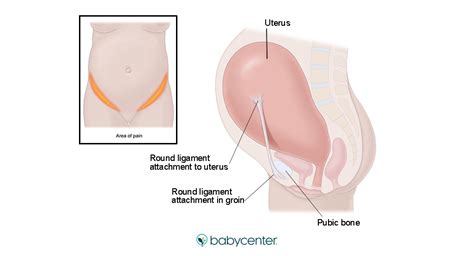 Female Pelvic Ligaments During Pregnancy