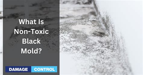 What is Non Toxic Black Mold? Is It Really Non-Toxic? - Damage Control