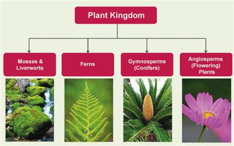 Plantae Kingdom Characteristics