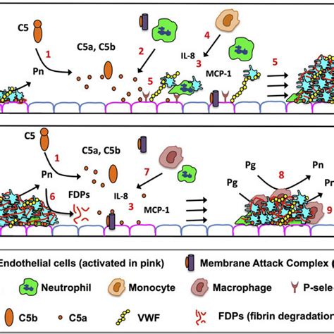 Proposed contributions of plasmin-mediated C5 activation in thrombosis ...