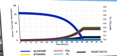 Alcoholic Yeast Fermentation and Optimal Conditions | Free Essay Example