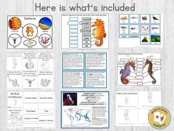 Parts of Seahorse Life Cycle Characteristics Types of Seahorses | TPT