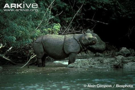 Let Us Help Save Our Planet!: Javan Rhinoceros - A Critically ...