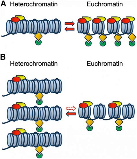 Difference between Euchromatin and Heterochromatin – KnowsWhy.com