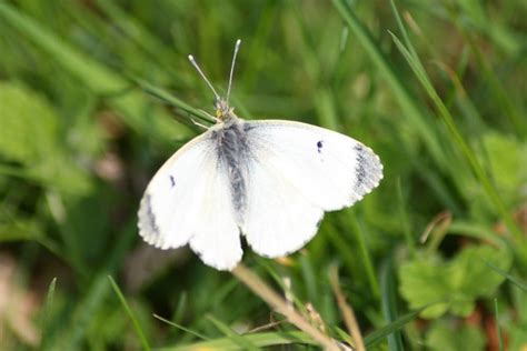 Female Orange Tip Butterfly | The Orange-tip is a distinctiv… | Flickr